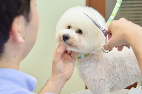 可愛いだけじゃない