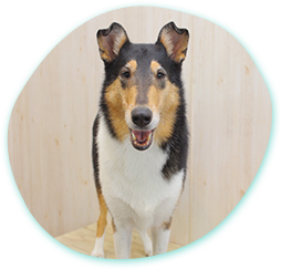 キレイも健康もトリミングに込める想い トリミング