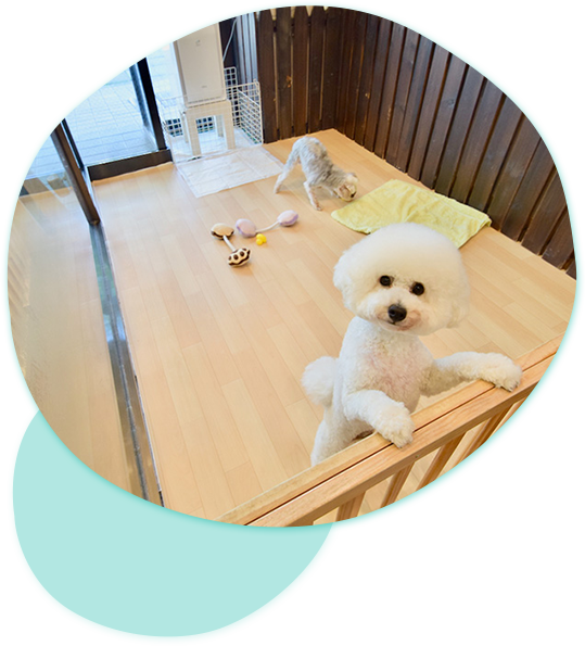 旅行もお出かけも安心してお任せください ペットホテル