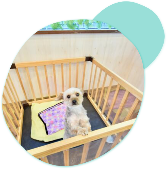 旅行もお出かけも安心してお任せください ペットホテル